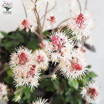 ティアラスプリングシンフォニー Amazon.co.jp: ティアレラ スプリングシンフォニー3号ポット 1個売り